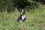 BOSTON TERRIER 096